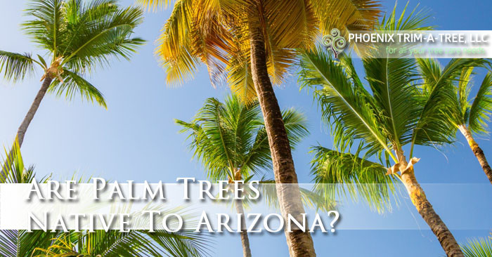 are-palm-trees-native-to-arizona-phoenix-trim-a-tree-llc