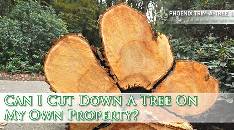 Can-I-Cut-Down-A-Tree-On-My-Own-Property