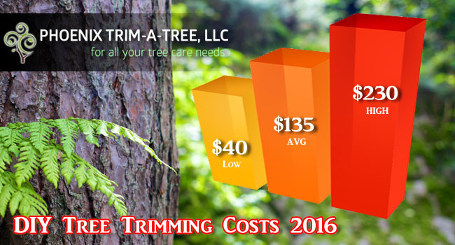 DIY-Tree-Trimming-Cost-2016-Estimates-Average-Costs