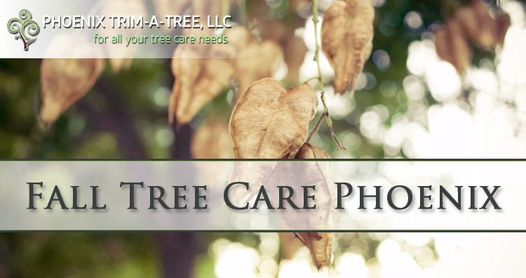 Fall-Tree-Care-In-Phoenix-Arizona