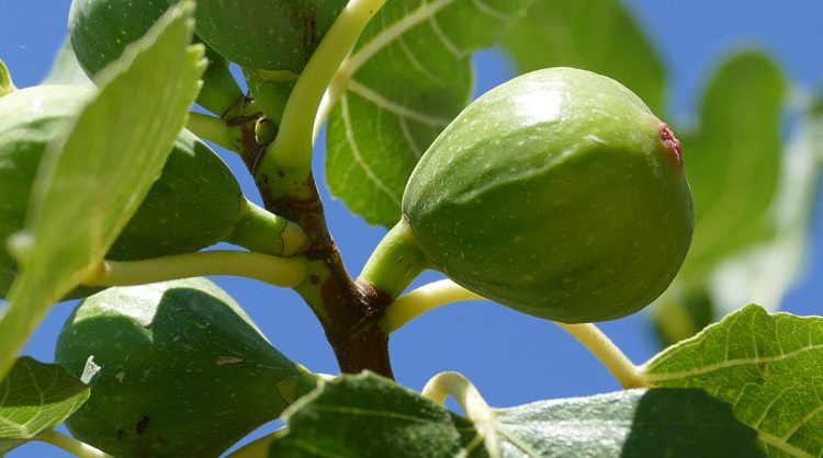 Fig Tree Care - Phoenix Trim A Tree