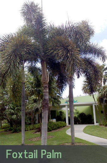 Foxtail-Palm-Tree-Growth-Rate