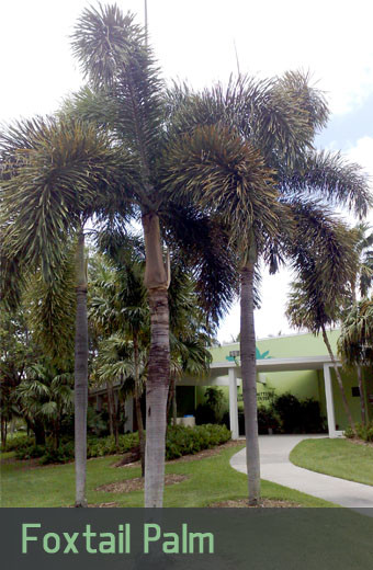 foxtail palm landscape