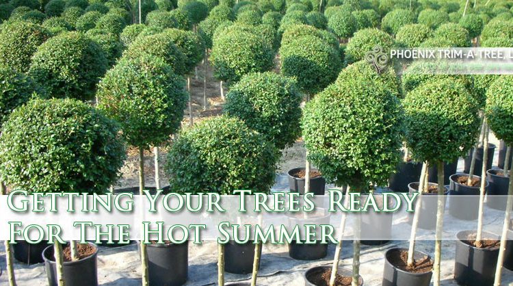 Getting-Your-Trees-Ready-For-The-Hot-Summer-In-Phoenix-AZ