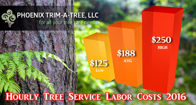 Tree Removal  Higher Place Tree Care