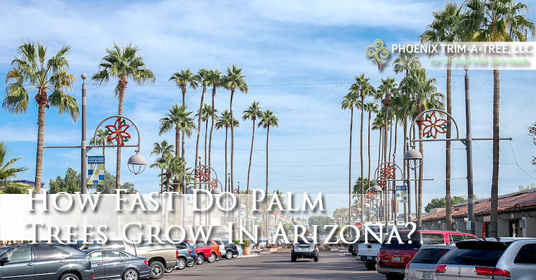 How Long Do Palm Trees Live In Arizona