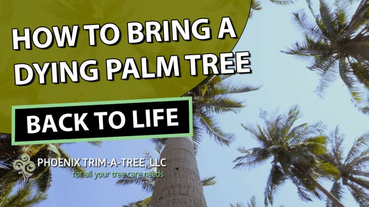 how-to-bring-a-dying-palm-tree-back-to-life-phoenix-trim-a-tree