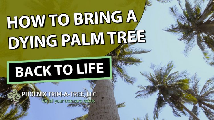 How-To-Bring-A-Dying-Palm-Tree-Back-To-Life