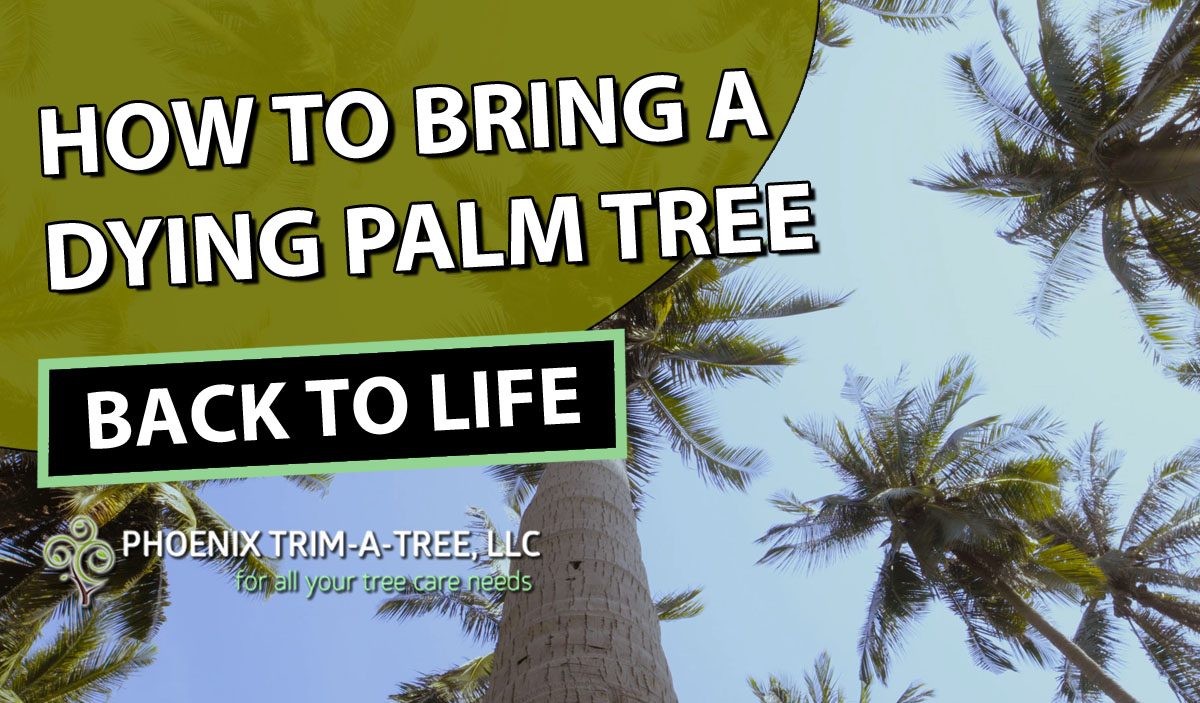 How To Bring A Dying Palm Tree Back To Life   Phoenix Trim A Tree