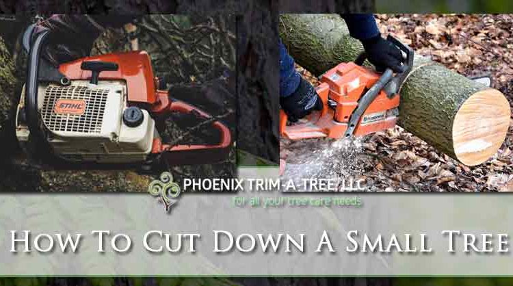 How-To-Cut-Down-A-Small-Tree