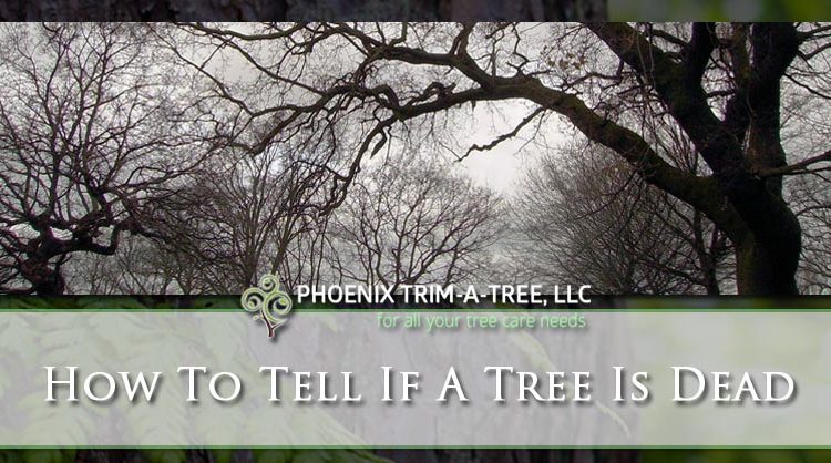 How To Tell If A Tree Is Dead Phoenix TrimATree, LLC.