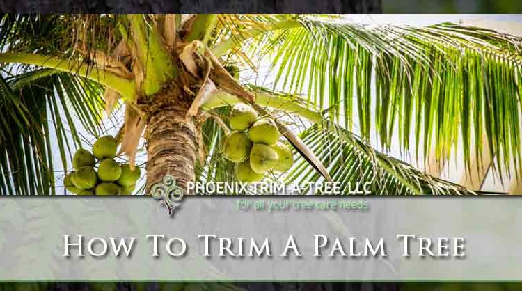 How-To-Trim-A-Palm-Tree