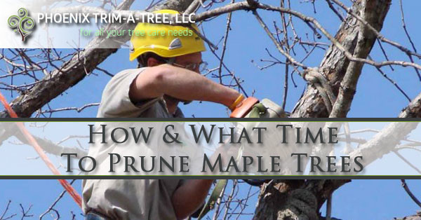 best time to prune maple trees 