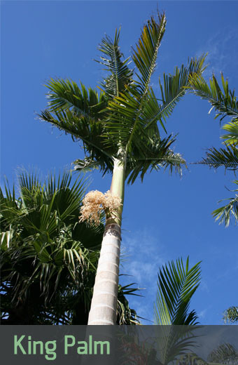 King-Palm-Tree-Growth-Rate