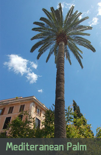 how fast do palm trees grow in california