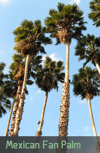 How Do Palm Trees In Arizona? Phoenix Trim-A-Tree,