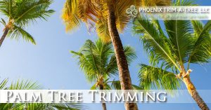 Palm-Tree-Trimming