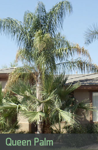 Queen-Palm-Tree-Growth-Rate