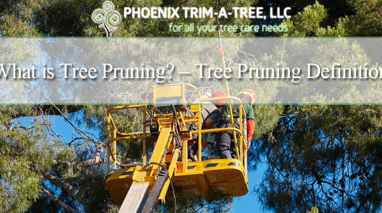 What-Is-Tree-Trimming-Tree-Pruning-Definition