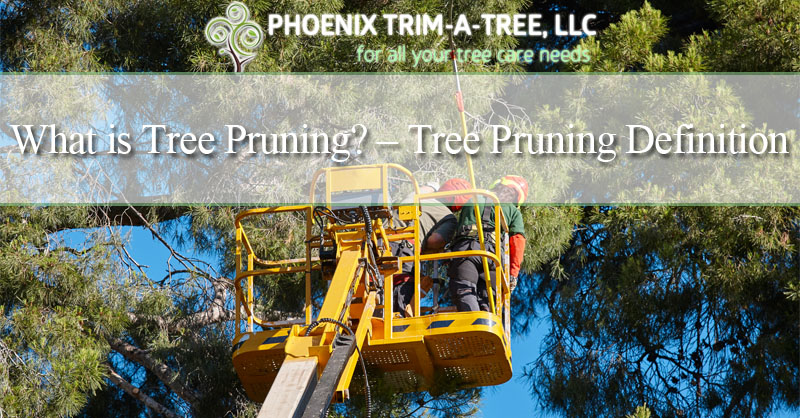 What is Tree Pruning? – Tree Pruning Definition - Phoenix Trim-A ...