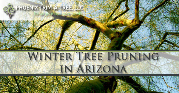 Winter-Tree-Pruning-in-Arizona