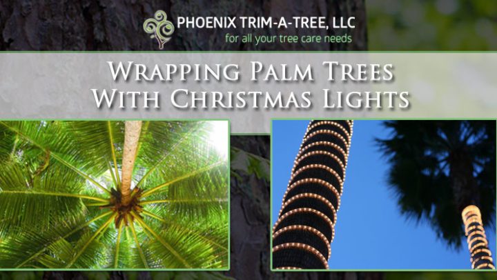 Wrapping-Palm-Trees-With-Christmas-Lights-1