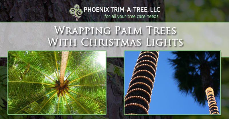 Wrapping Palm Trees With, How To String Lights On A Palm Tree
