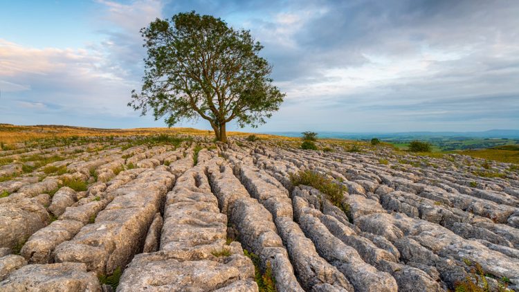 A lone Ash tree growing out of a limestone pavement at Malham