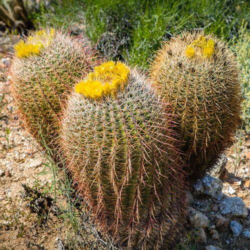 barrel-cactus-types