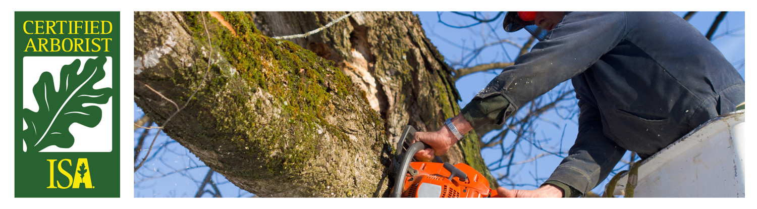 certified-arborist-services