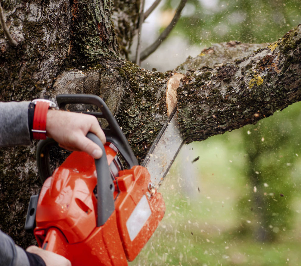 certified-arborists-in-phoenix