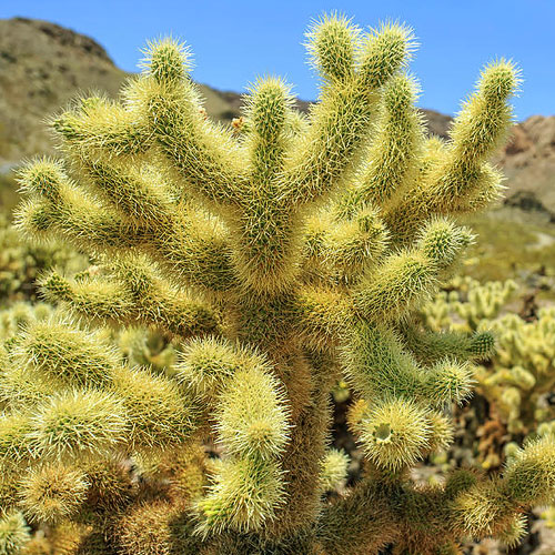 cholla-cactus-types