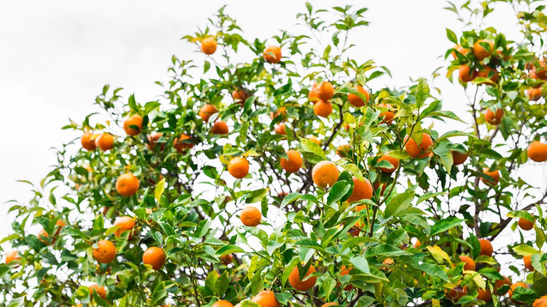 Citrus Tree Care In Arizona 2019 Phoenix Trim A Tree