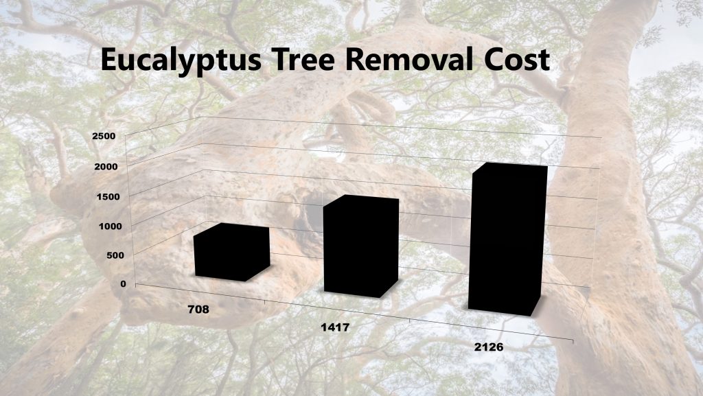 Eucalyptus Tree Removal Costs 2019