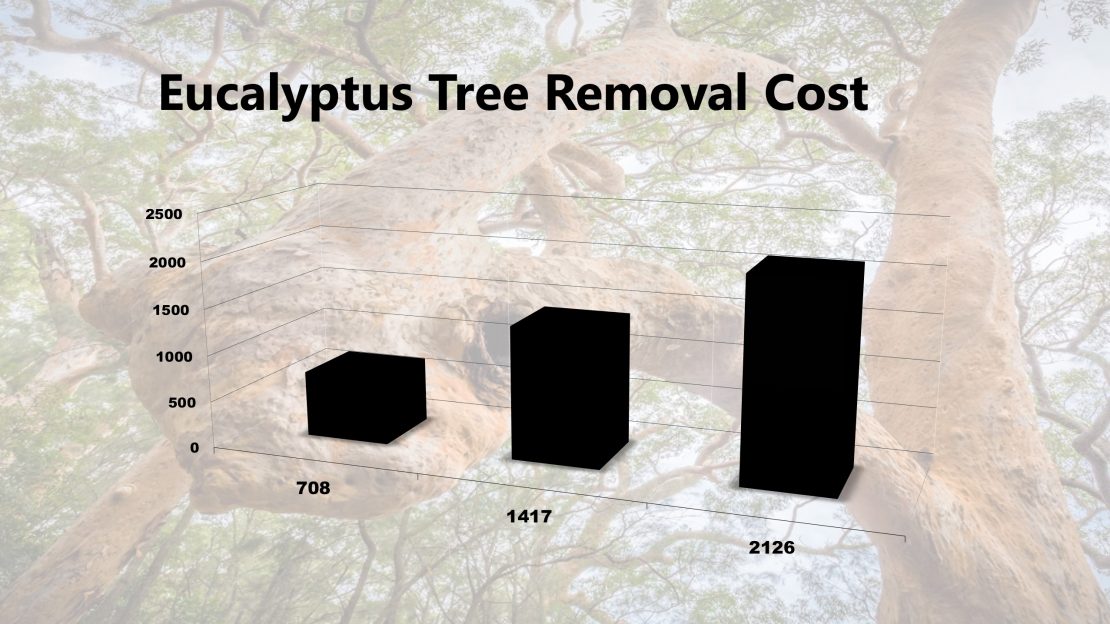 Eucalyptus Tree Removal Costs 2019