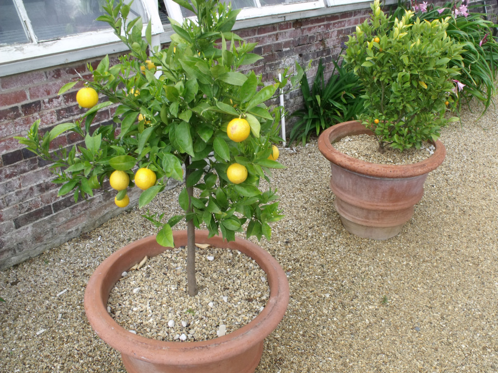 How Often Should I Water My Citrus Trees in Arizona? My Heart Lives Here