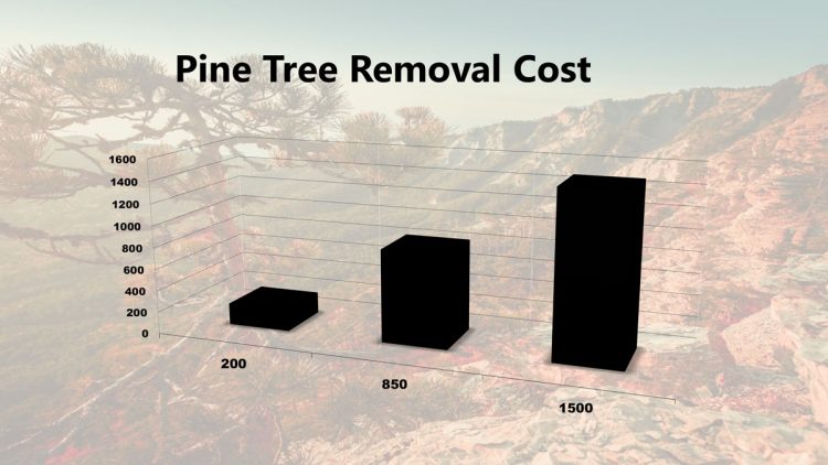 how-much-does-pine-tree-removal-cost
