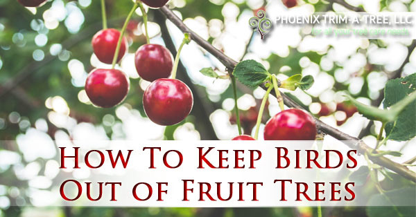 how-to-keep-birds-out-of-fruit-trees-in-arizona