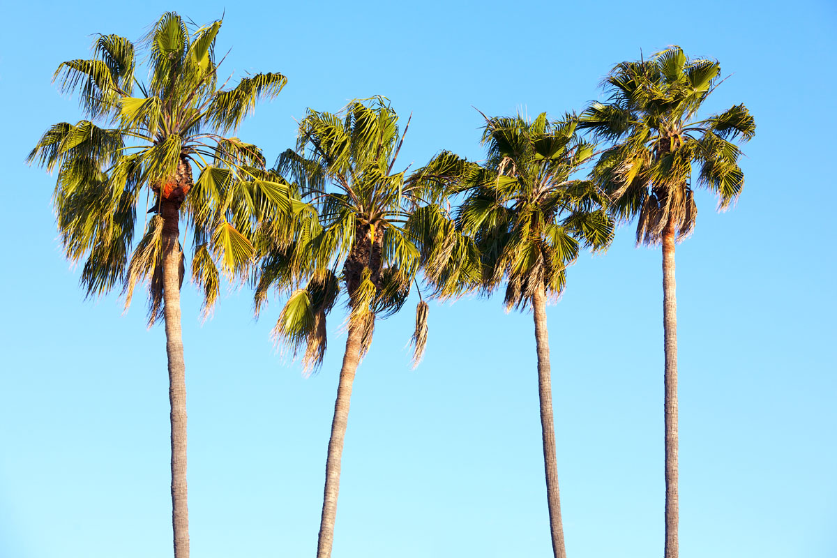 palm tree maintenance