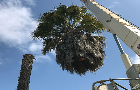 Palm Tree Care - Palm Tree Installation - Orlando FL