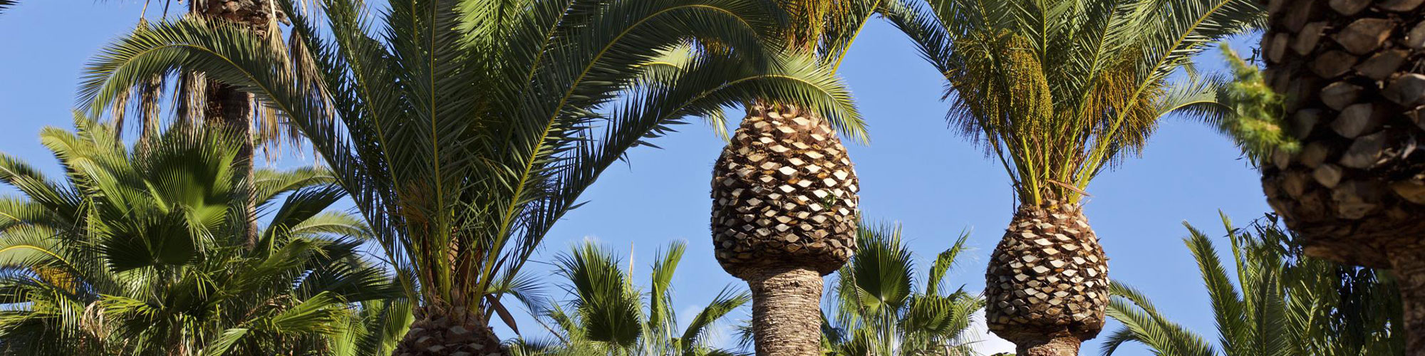 Are palm trees native to Arizona?