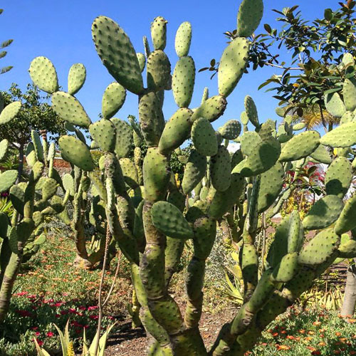 prickly-pear-cactus-types
