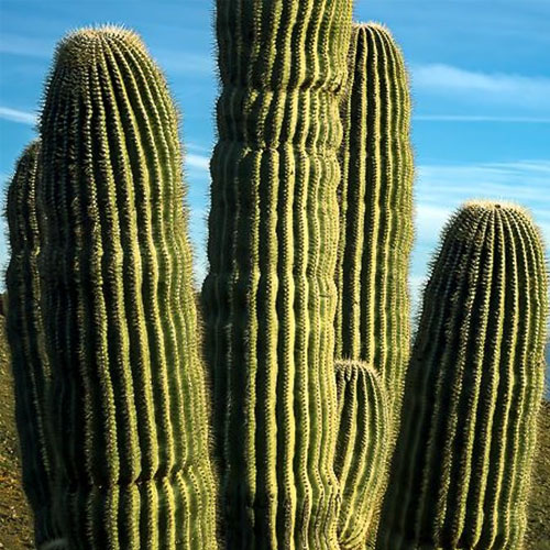 saguaro-cactus-types
