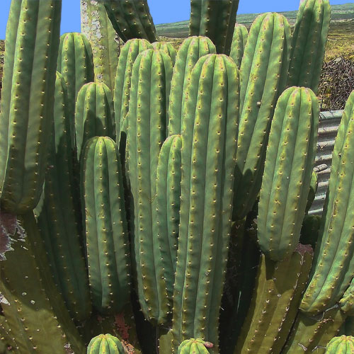 san-pedro-cactus-types
