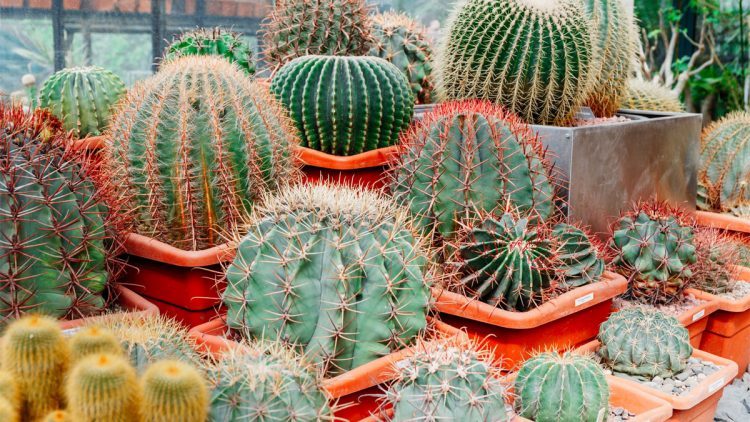 saving-a-dying-cactus