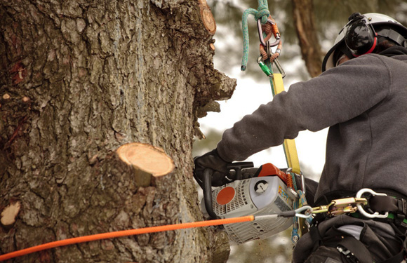 Photo Gallery - Phoenix Trim-A-Tree