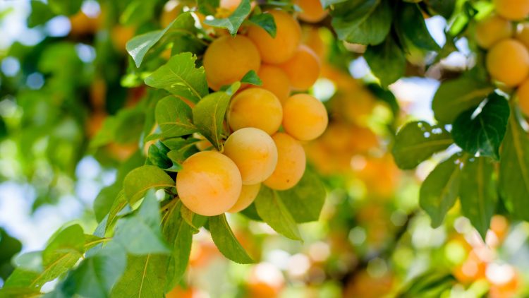 When to Trim Fruit Trees A Yearly Pruning Calendar for Phoenix, AZ