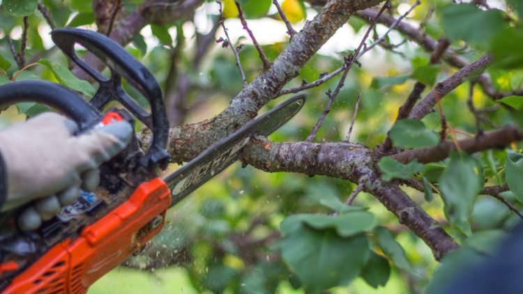 July Tree Checks For Phoenix HOAs, Rentals And Commercial Properties