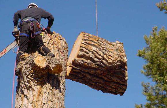 tree removal murfreesboro tn