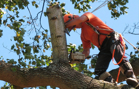 tree-trimming